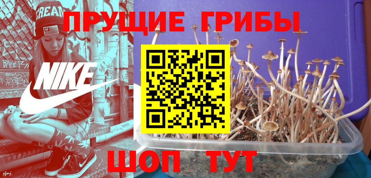 Псилоцибиновые грибы Psilocybe  Вход с VPN  Элиста 